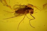 Three Fossil Flies (Diptera) In Baltic Amber #150765-2